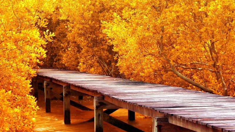 tree, day, lush Foliage, surrounded, forest, fall, multi Colored, branch, trees, dock, wooden surface, red, non-Urban Scene, leaf, architecture, footpath