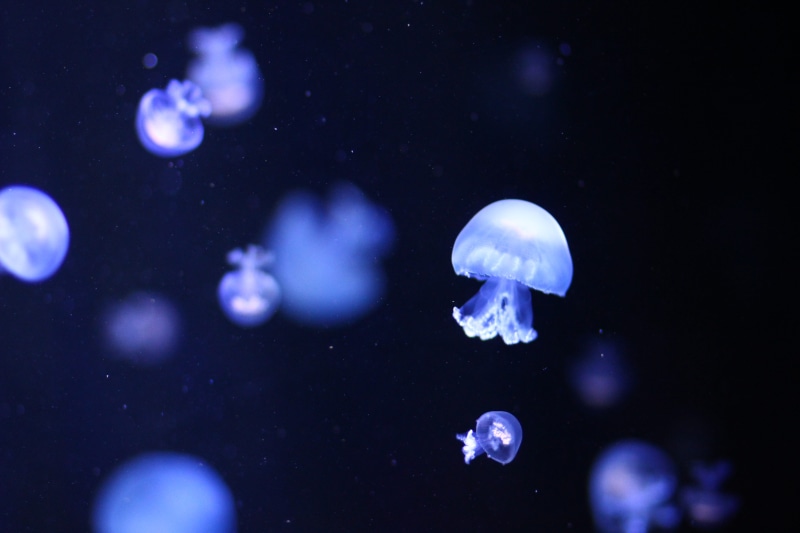 animals in the wild, animals in captivity, photo, sea life, neon, glow, animal themes, float, purple, animal, tentacle, jellyfish, undersea