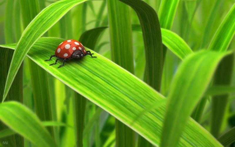 spots, 3d, nature, green, white, d, art, bugs, l, bug, black spots, black, hd, 720P, animals, hot, abstract, insects, ladybug, red, leaves, grass, lady