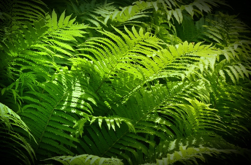 sunlight, tranquility, zen, lush foliage, full, close-up, ferns, growth, powerful, feng shui, fruitful, nature, graphic, design, lush green, intense green
