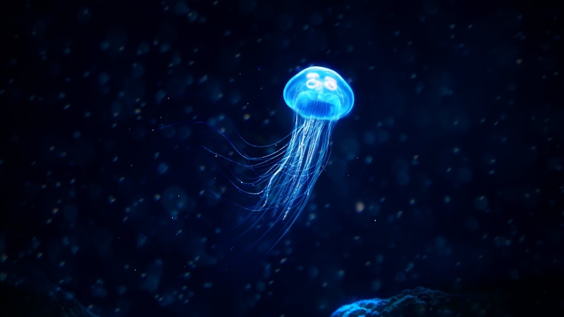 Blue, Glowing Jellyfish, Fishes, Jellyfish, 4K