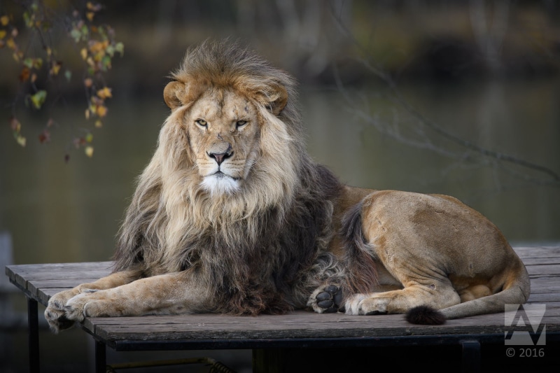 mammal, lion - Feline, parquet, lion, safari Animals, brown, africa, male Animal, leeuw, wooden, undomesticated Cat, carnivore, big Cat, animals In The Wild