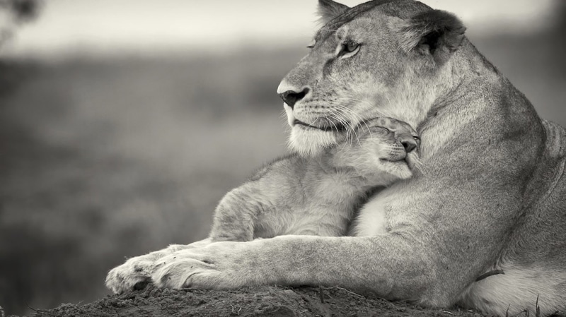 feline, vertebrate, cat, 720P, relaxation, lion - feline, animal head, cuddle, carnivora, lion, animals, animals in the wild, one animal, day, care, baby animals