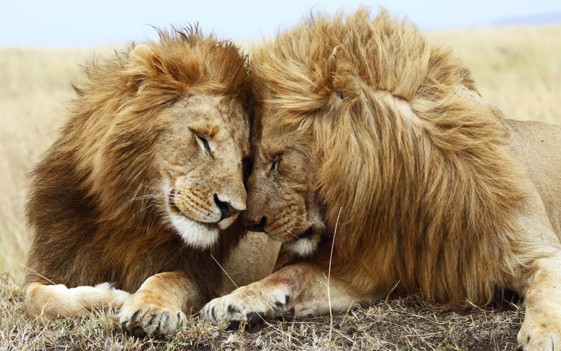 male lions, big, big cats, lions, cats, affection, 1080P, male, animals