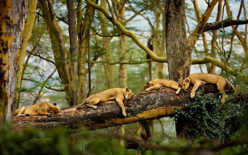 group of animals, relaxation, tree, vertebrate, trunk, Africa, undomesticated cat, mammal, no people, four, lion, plant, branch, trees, animal, animal wildlife