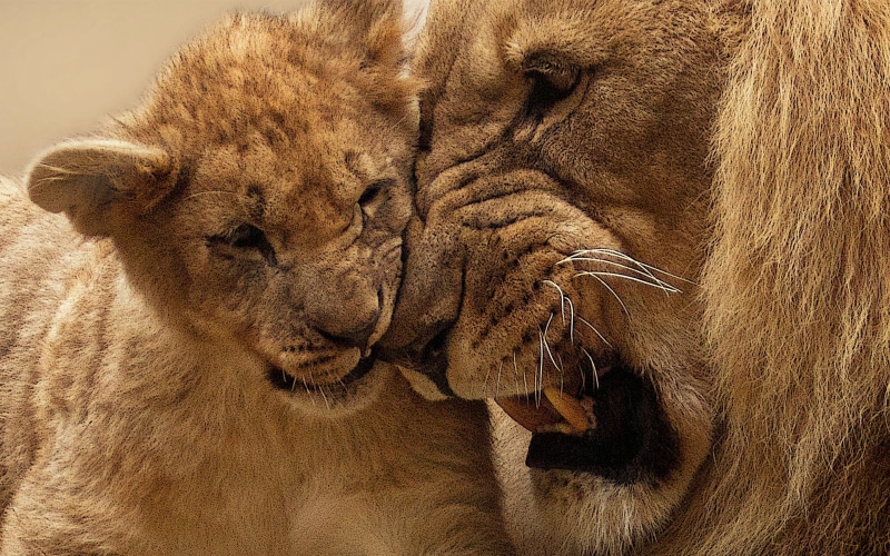 baby animals, cat, one animal, animal head, animals in the wild, portrait, cub, safari, animals, animal wildlife, 2K, adult, lion - feline, close-up, mammal
