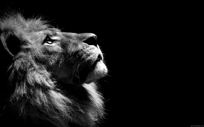 lion, 1080P, photography, black, grayscale, animal, white