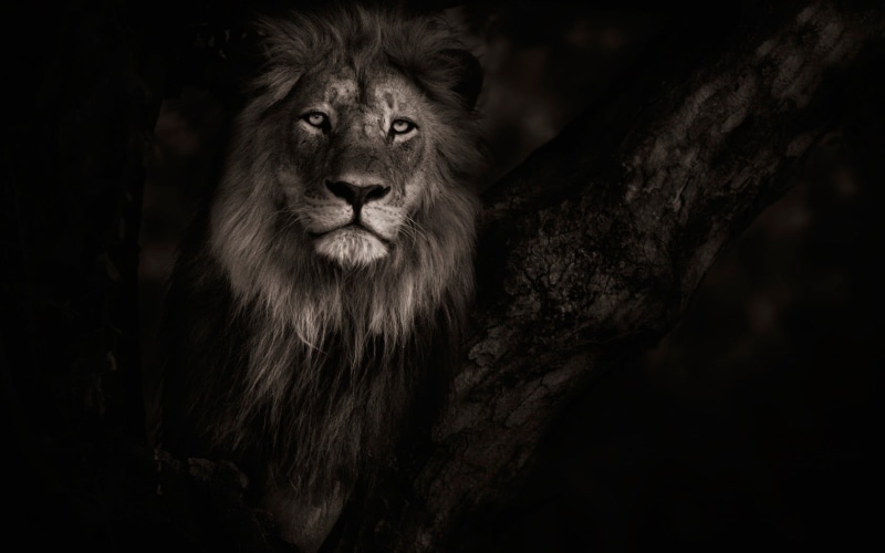 black background, feline, tree, carnivora, vertebrate, mammal, animal themes, animals, no people, safari, animal head, animal wildlife, looking, lion - feline