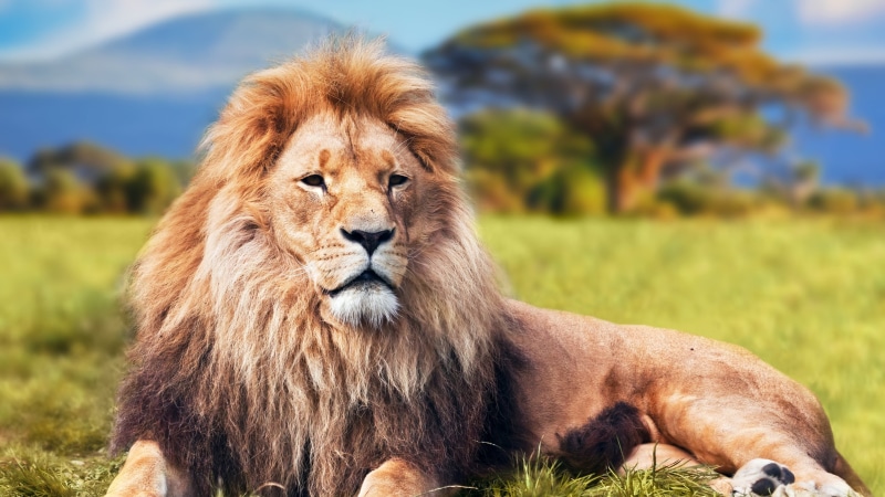 majestic, africa, big Cat, vertebrate, lion - Feline, east Africa, undomesticated Cat, kenya, serengeti National Park, 4K, lion, animals And Pets, animals