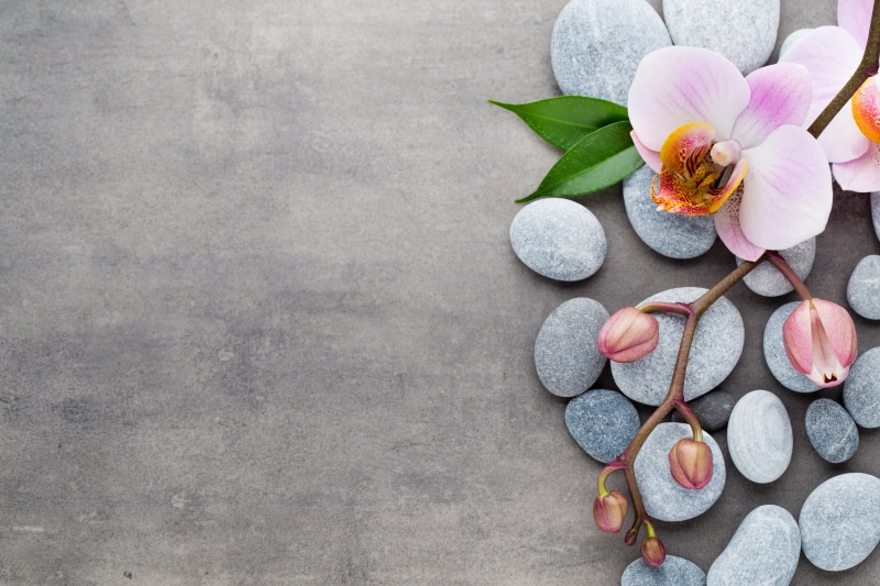 freshness, pebble, petal, 5K, flowers, concrete, stones, indoors, rock, close-up, pink, still life, flower, flowering plant, flower head, pink color, high angle view