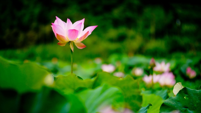 summer, focus, botany, flower Head, photography, blossom, 2K, nature, lotus Water Lily, beauty In Nature, white, pink Color, pond, flower, leaf, petaled