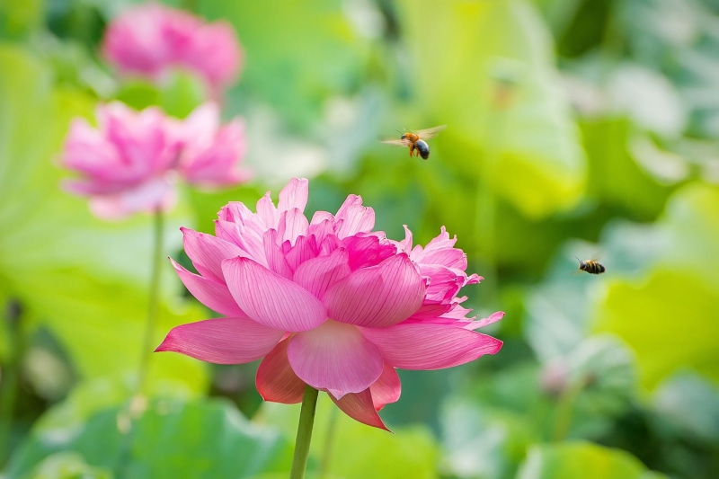 plant, two, Lotus, Fall in love, nature, pink, flower Head, petal, D800, pink Color, botany, summer, 1080P, leaf, clustered, Nikon, bees, flower