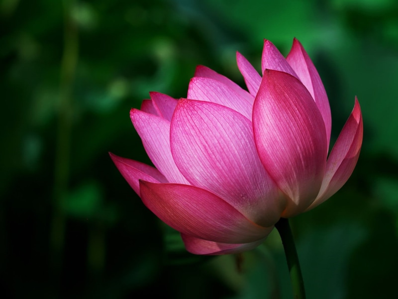 tulip, summer, beauty In Nature, flower Head, petal, photography, water Lily, lotus Water Lily, flower, pond, lotus, plant, macro, leaf, nature, pink, 720P