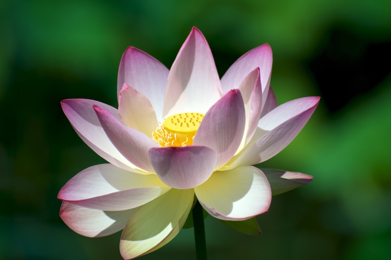leaf, flower, up, pond, white, petal, pink, blossom, nature, beauty In Nature, Lotus Blossom, summer, lotus Water Lily, Lotus flower, lotus, flower Head