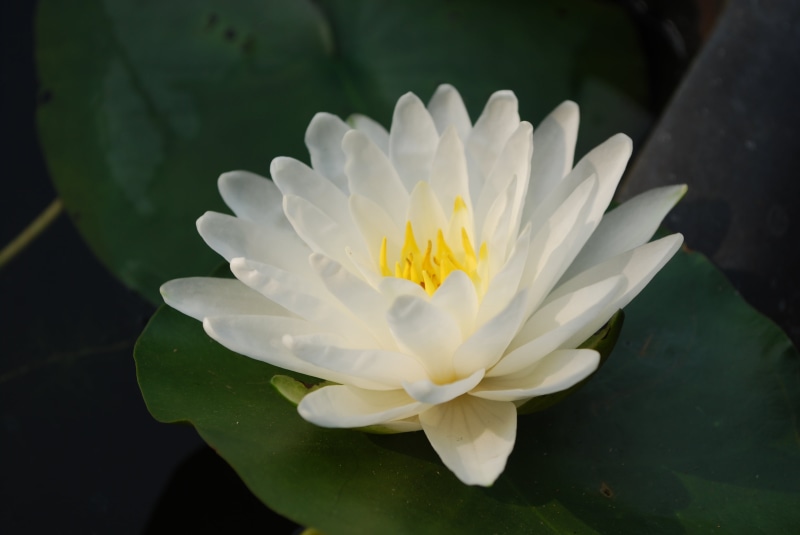 plant, single Flower, white  lotus, flower, taiwan, White Lotus, selective focus, petal, lotus Water Lily, summer, leaf, selective, flower Head, botany