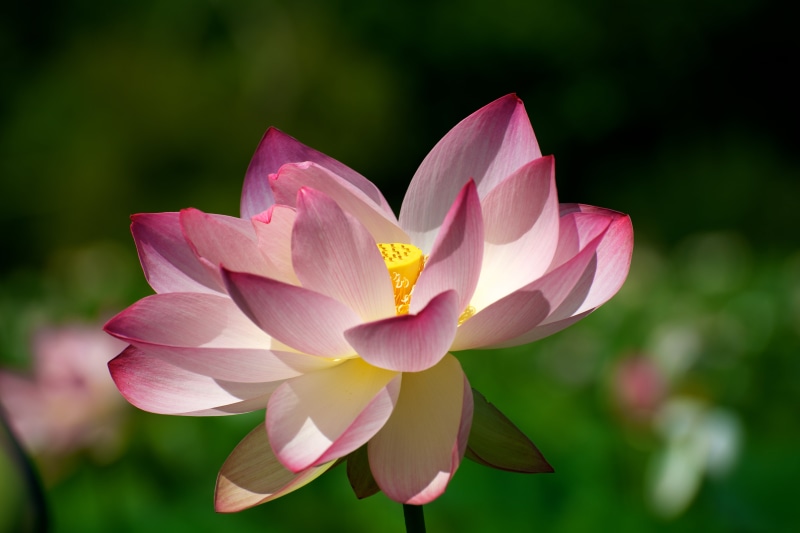 flower, lotus Water Lily, nature, blossom, white, petal, white lotus, pink Color, flower Head, beauty In Nature, leaf, plant, Lotus Blossom, summer, 5K
