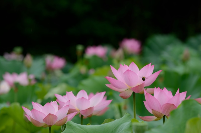 f/2, IF, pink, botany, 4K, lotus Water Lily, pond, nature, shallow focus, photography, Lotus, focus, Zoom, Nikon  D7000, sky, Nikkor, ED, plant, 8G, pink Color
