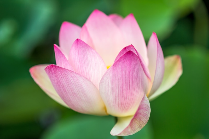 lotus  flower, flower, zen, flower Head, petal, lotus, lotus flower, lotus Water Lily, selective, pink, plant, pond, simple, beauty In Nature, focus, 4K