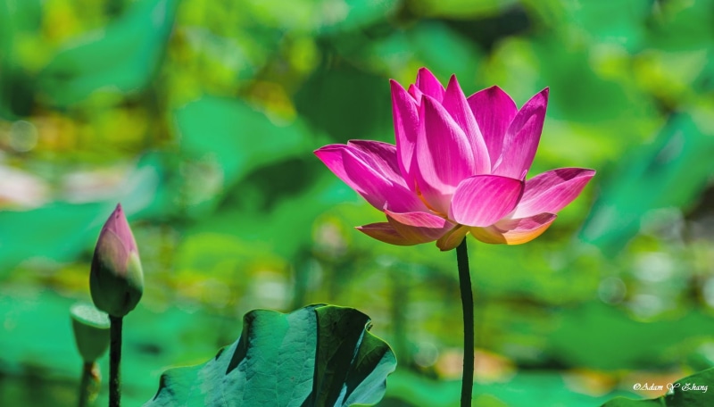 Central  Florida, colorful, flower Head, Telephoto, ngc, Close-up, Photographer, Beauty, gorgeous, color, pond, shallow focus, lens, garden, colors, focus