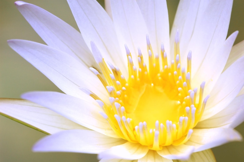 flower, lotus Water Lily, pond, yellow, macro, bokeh, botany, white, nature, lotus  flower, 2K, plant, close-up, macro photography, lotus, blossom, water Lily