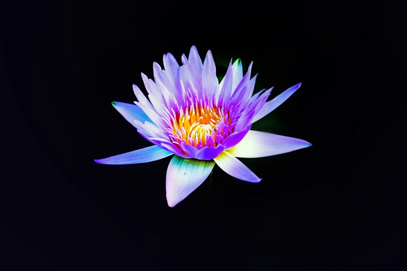 single Flower, flora, yellow, lotus flower, pollen, nature, beauty In Nature, floating on water, vulnerability, blossom, leaf, 4K, purple, flower, lake