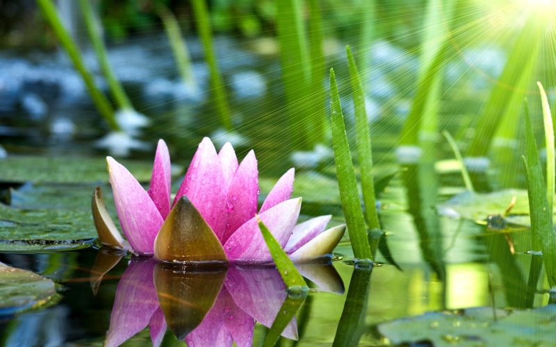 lotus Water Lily, floating on water, plant, single Flower, blossom, water, lily, beauty In Nature, focus on foreground, plant part, petal, tropical Climate