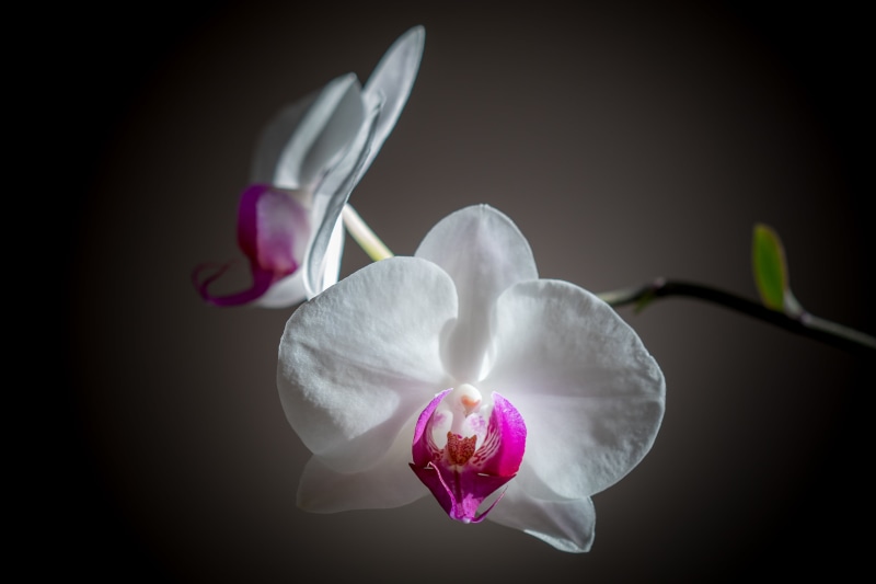 close, close up, photography, Moth Orchid, flower, blossom, pink, freshness, 4K, petal, focus, beauty In Nature, flower Head, nature, white, Flowers, close-up