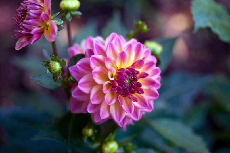 shift, Nature, pink, yellow, botany, 720P, flower Head, Dahlia, photography, close-up, Plant, beauty, pink Color, petal, Flower, tilt, tilt-shift photography