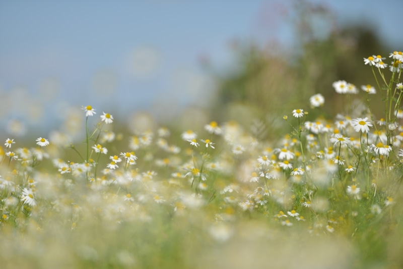 flowering plant, flowers, 5K, day, freshness, flower, breath, s, springtime, environment, field, lawns, plant, beauty in nature, grass, selective focus