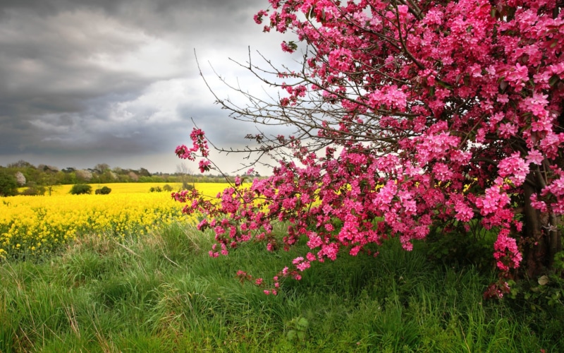 trees, landscape, nature, yellow flowers, spring, pink flowers, yellow, season, 2K, pink, flowers