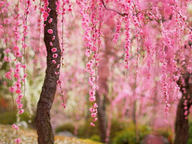 1080P, Spring, Bloom, Trees, Beautiful, Pink, Flowers
