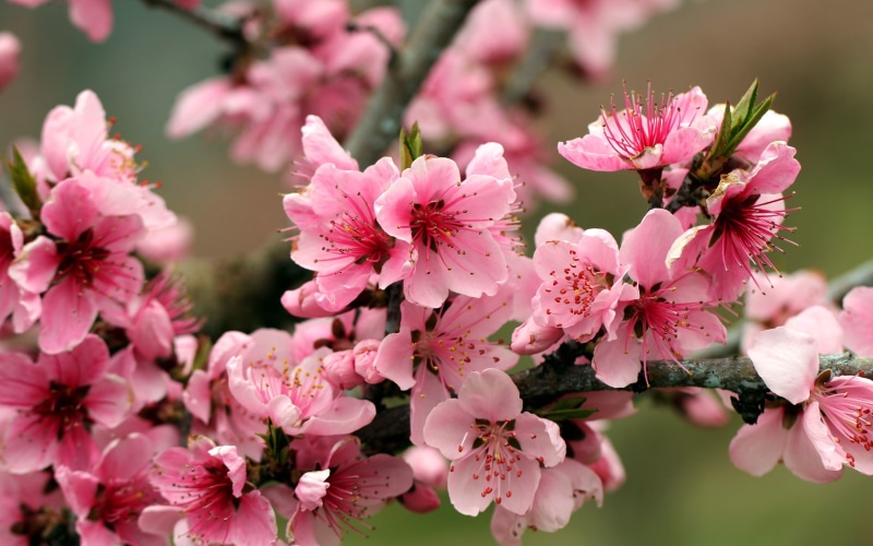 Apple, Blossoms, Tree, Pink, 2K, Spring, Flowers