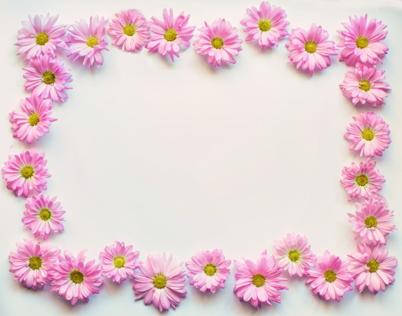 flower, freshness, border, inflorescence, no people, close-up, studio shot, 4K, blank, summer, nature, purple, flower head, copy-space, blooms, pink, copy space