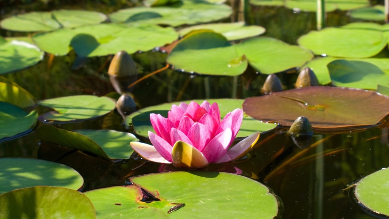 Leaves, Water, Lotus, Pond, pad, green, 4K, Lily, Pink