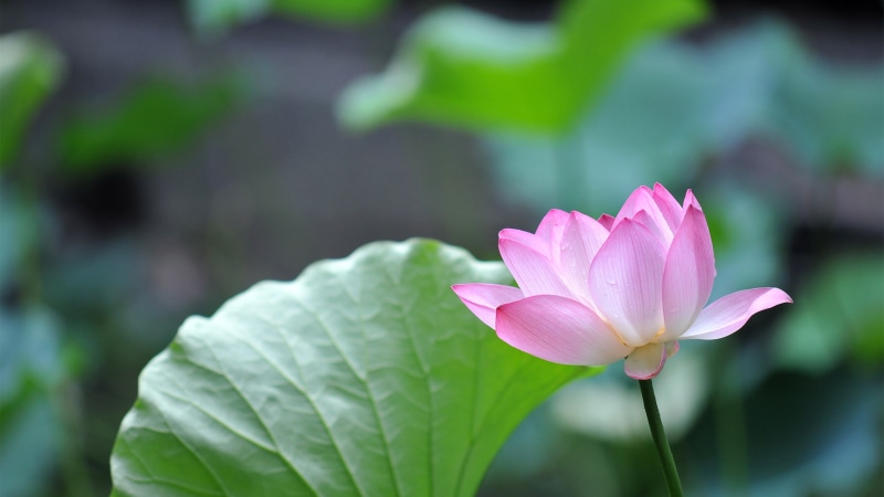 flower, outdoors, lotus flowers, leaf, lotus water lily, petal, inflorescence, growth, freshness, pink, nature, water lily, pink flowers, green, pond, no people