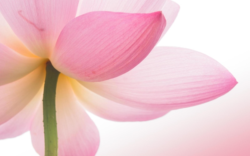 flower, lotus flower, pink, lotus, 1080P