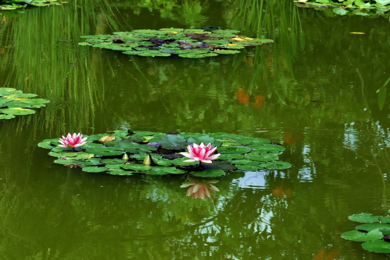 waterfront, lake, nature, beauty In Nature, blossom, Water Lilies, water, lotus Water Lily, freshness, pink Color, purity, Water Plant, pond, flower Head