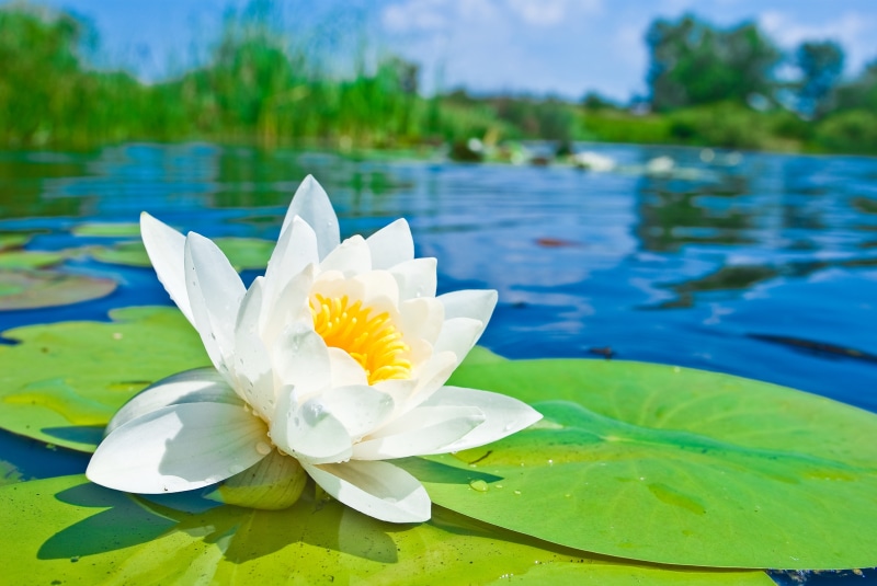 blossom, flower, close-up, tranquil Scene, pink Color, flower Head, flowering plant, botany, lotus Water Lily, backgrounds, Lotus, aquatic, green Color