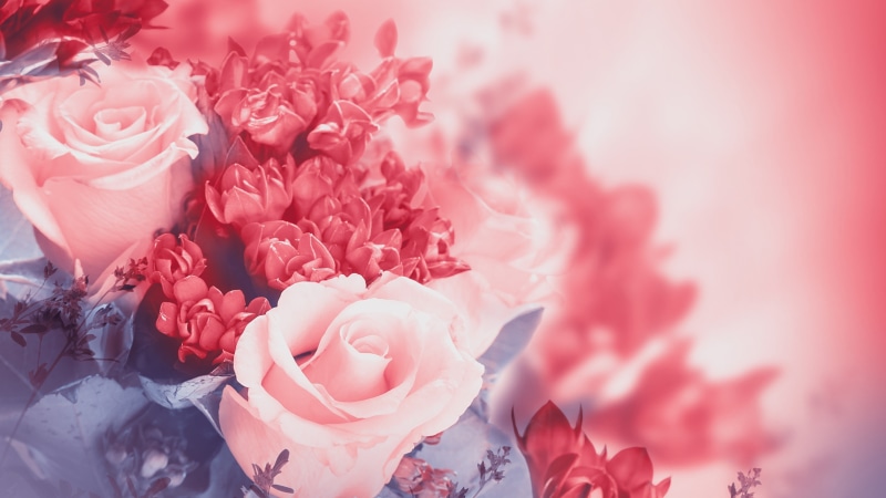 Buds, Petals, 4K, Rose, Pink, Flowers
