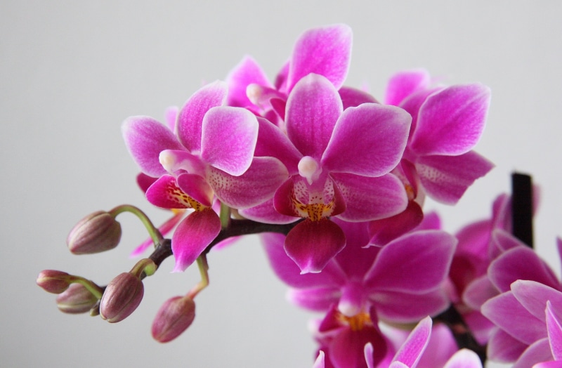 phal, close-up, purple, pink Color, petal, moth Orchid, nature, pink, petaled, flower Head, Phalaenopsis, flowers, flower, 2K, orchid, plant
