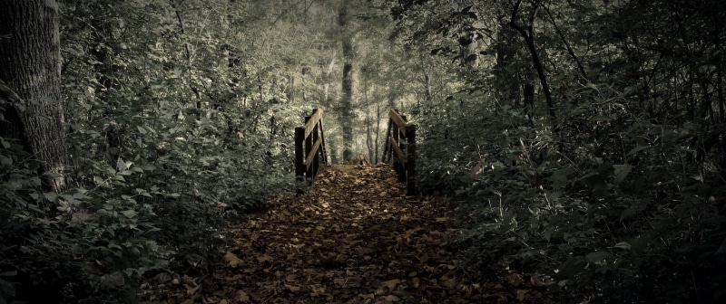 leafed, green, tranquil scene, nature, forest, dark, day, tree, direction, remote, woodland, landscape, non-urban scene, dirt road, outdoors, the way forward