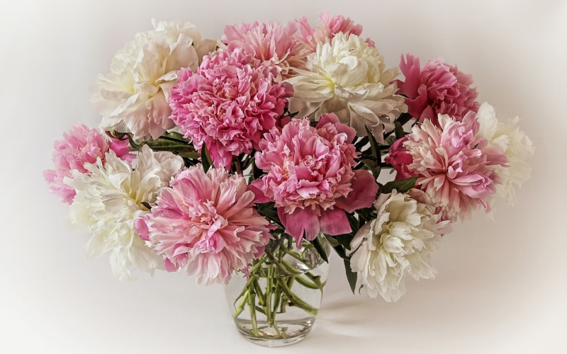 Peonies, Pink, Flowers, Bouquet, White, 1080P