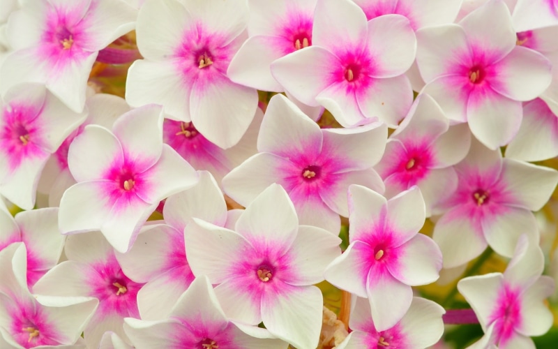 Flowers, White, Pink, Macro, Petals, 1080P