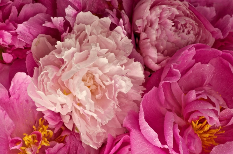 1080P, 3d and abstract, flowers, pink, pink flowers, peonies, pink peonies