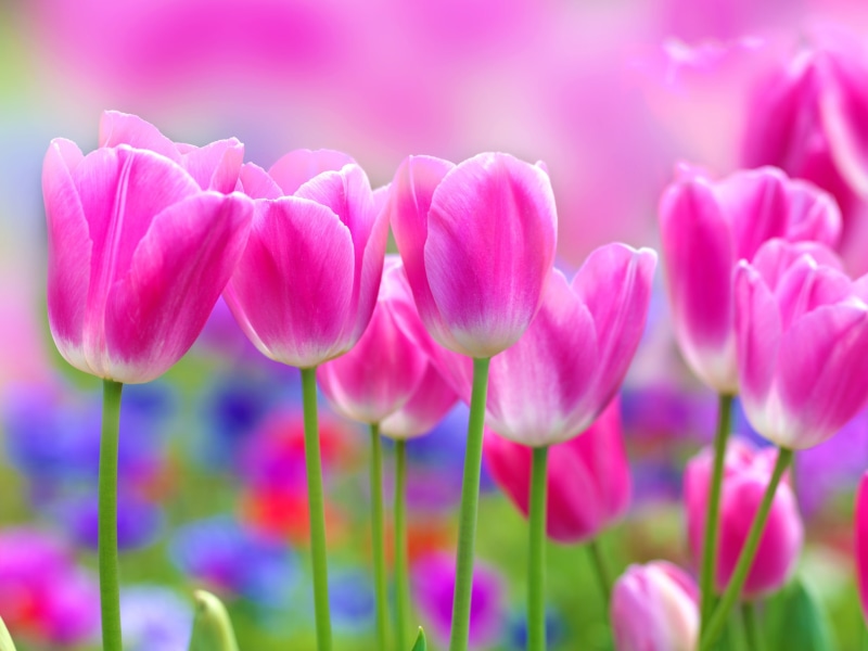 Pink, Blur, 2K, Beautiful, Tulips, Background, Flowers