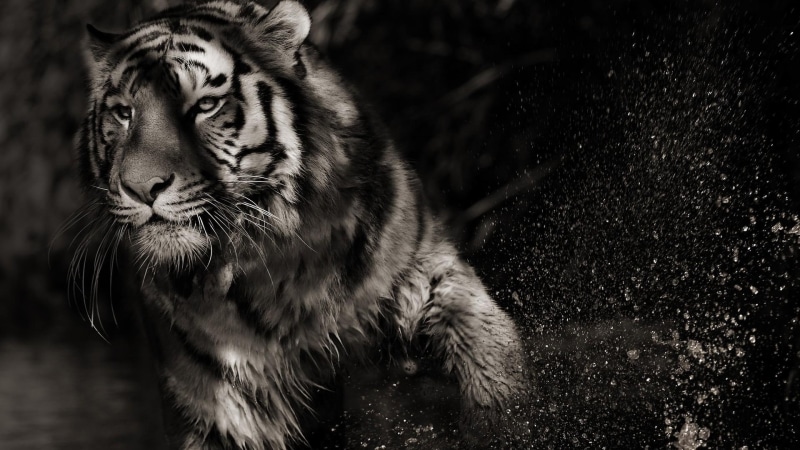 tiger, lions, jaguar, 1080P, animals, cubs, leopard, nature, big cats, fantasy, shadow, wildlife, abstract
