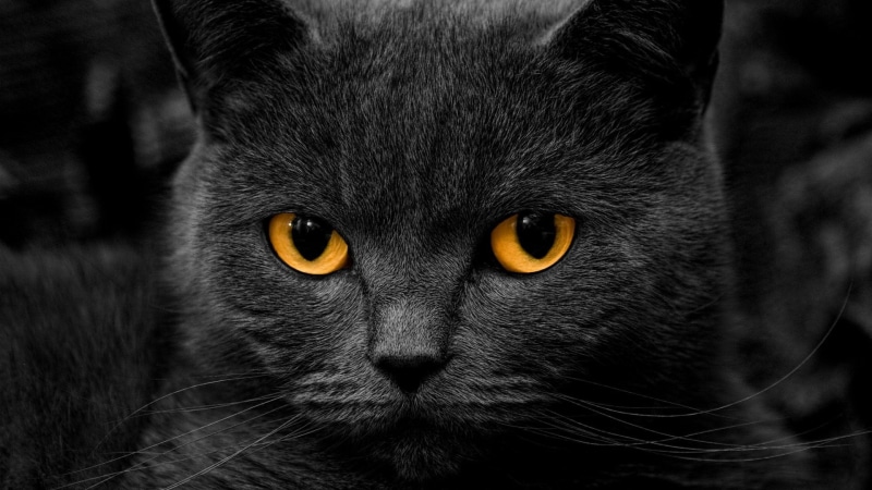 portrait, black color, no people, animal eye, shadow, looking at camera, domestic animals, close-up, yellow eyes, cat, pets, domestic cat, mammal, black