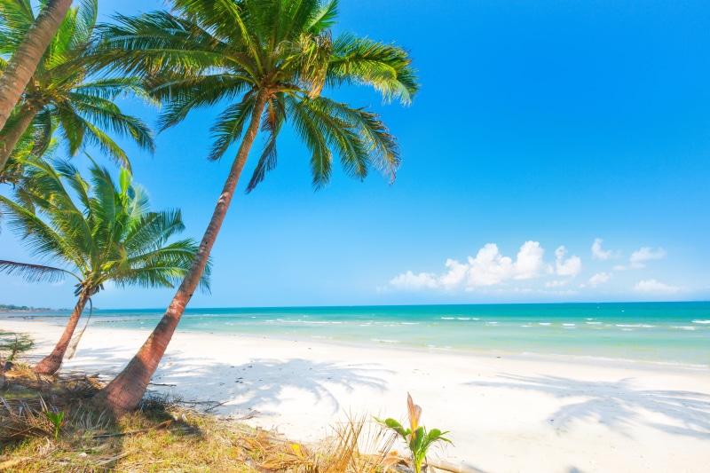 shore, palm tree, paradise, outdoors, tropical tree, coconut palm tree, 4K, tropical climate, horizon over water, land, the sun, no people, palms, island