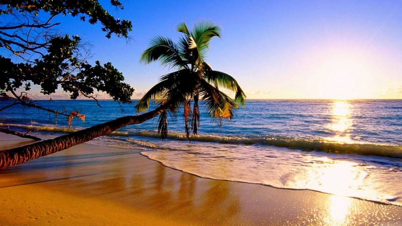 land, sea, 1080P, reflection, tranquil scene, sunset, nature, no people, beauty in nature, coconut palm tree, palm tree, tree, sky, palm, horizon over water