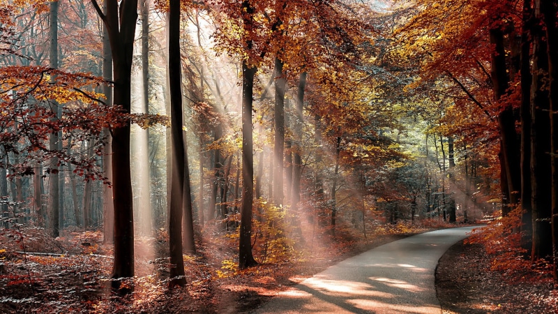 leaves, leaf, growth, trunk, tranquil scene, forest, tree, woodland, trees, tree trunk, nature, land, sunlight, outdoors, change, landscape, 1080P, orange